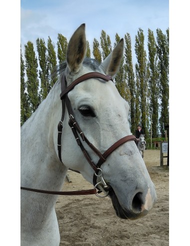 Snaffle bridle en ligne