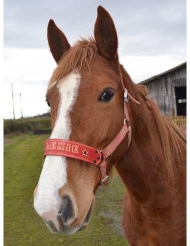 Noseband du meilleur 