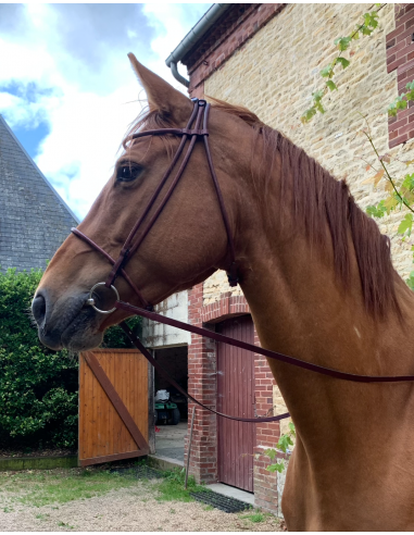 Hand round-stitched snaffle bridle en stock