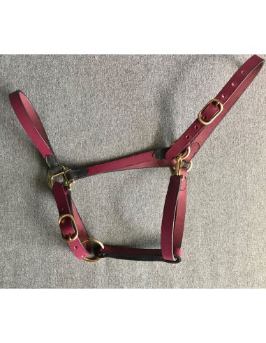 Two-tone stable halter est présent 