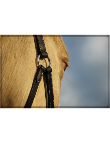 Classic leather halter with calfskin and foam lining la livraison gratuite