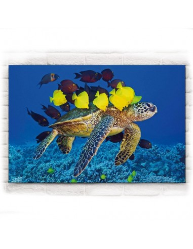 Tableau Tortue - Calinades une grave pollution 