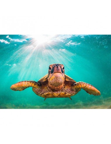 Affiche Tortue de Mer - Turquoise sur le site 