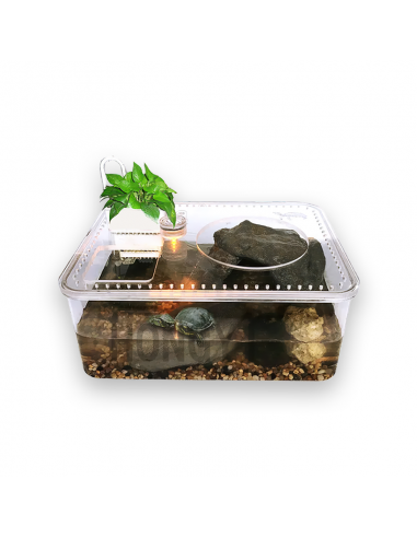 Aquarium tortue transparent Voir les baskets